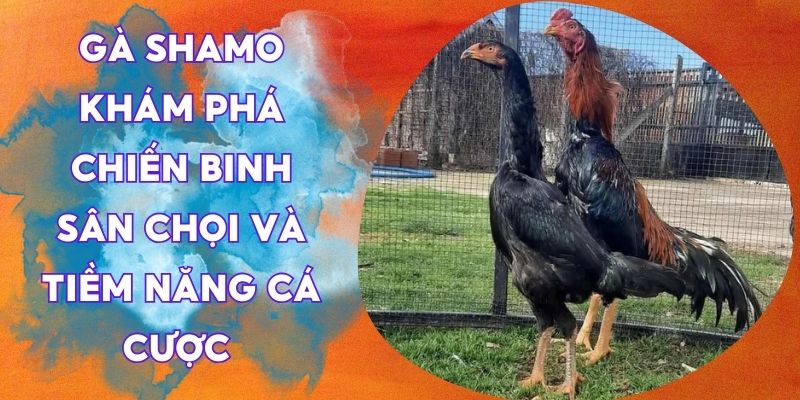 gà shamo