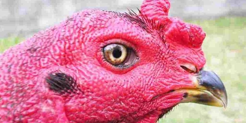 Những điều cần lưu ý khi chọn mắt lì của gà chọi