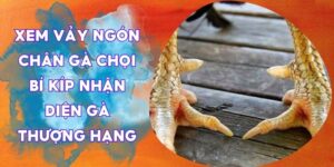 xem vảy ngón chân gà chọi
