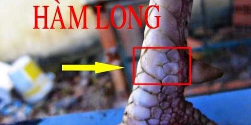 Xem loại vảy ngón chân Hổ Khẩu, Hàm Long và Nội Hoa Đăng