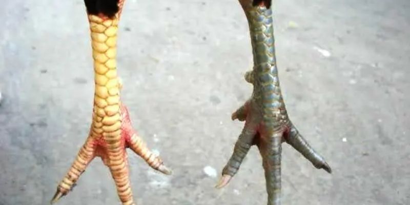 Xem vảy ngón chân gà chọi theo hai hàng quách và thành