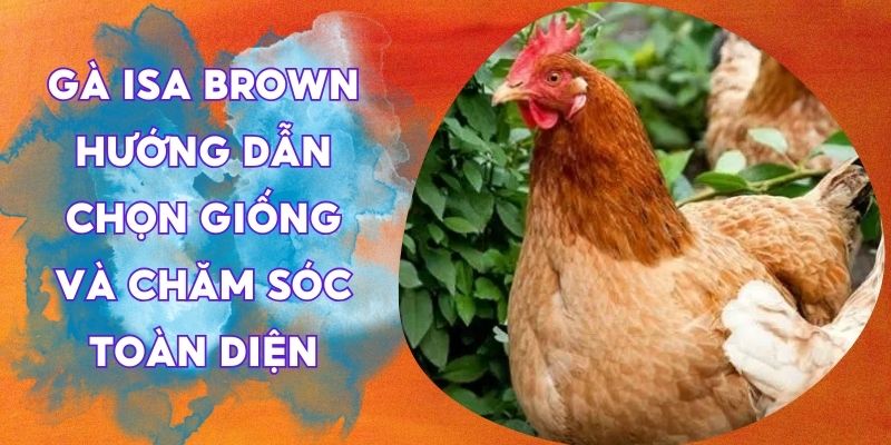 gà Isa Brown