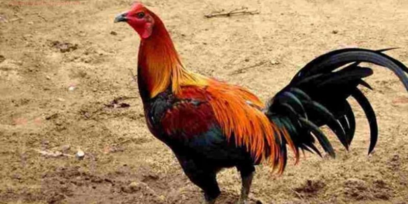 Nguồn gốc huyền thoại của Gà Peru